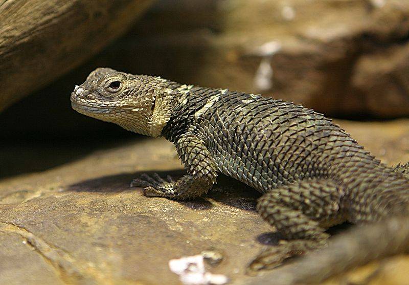 http://en.wikipedia.org/wiki/File:Spiny_Lizard_-_Houston_Zoo.jpg