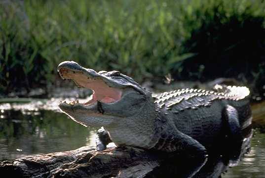 alligator.1358714197.jpg