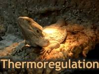 thermo.jpg