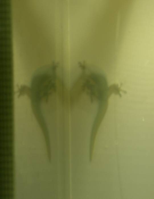 gecko-trennwand2.jpg