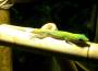 gecko:haeutung.jpg