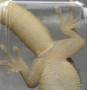 gecko:male-5mnth.jpg