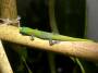 gecko:male2011-08_2.jpg