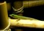 gecko:male5.jpg