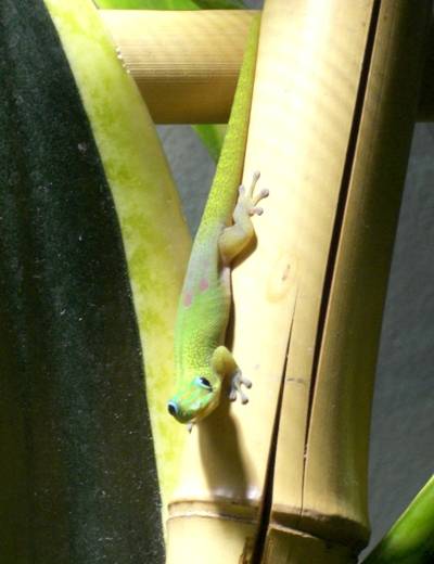phelsumalaticauda2.jpg phelsumalaticauda2.jpg