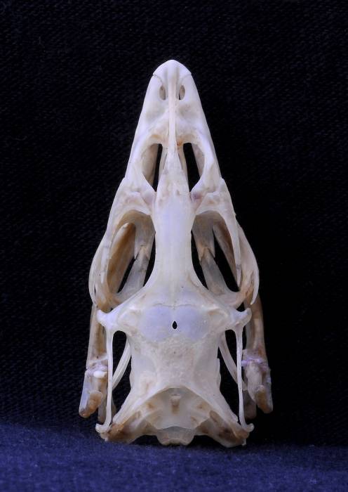Foramen parietale ("Parietalauge") am Schädeldach von Varanus gouldii