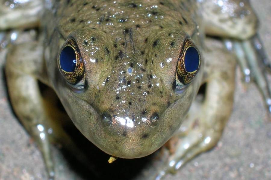 http://commons.wikimedia.org/wiki/File:Frog_parietal_eye.JPG