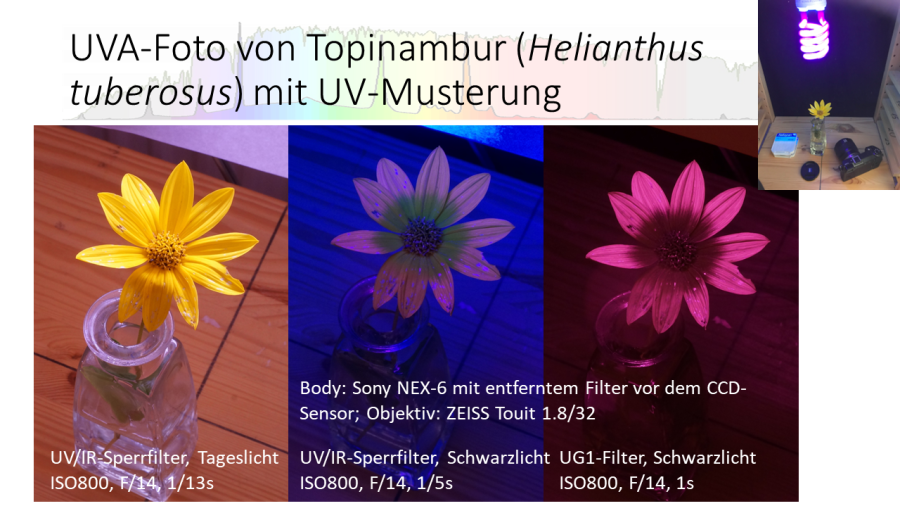 topinambur_uv.png topinambur_uv.png
