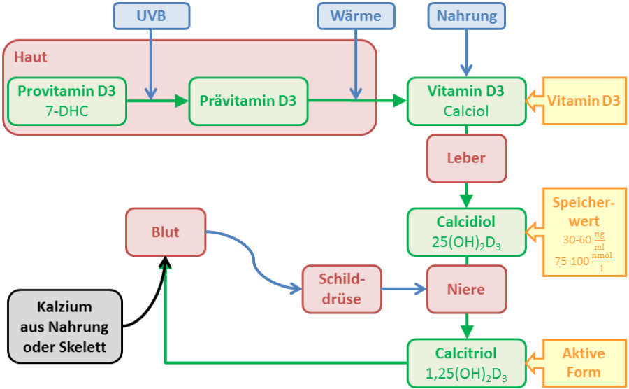 vitamind-zyklus.png