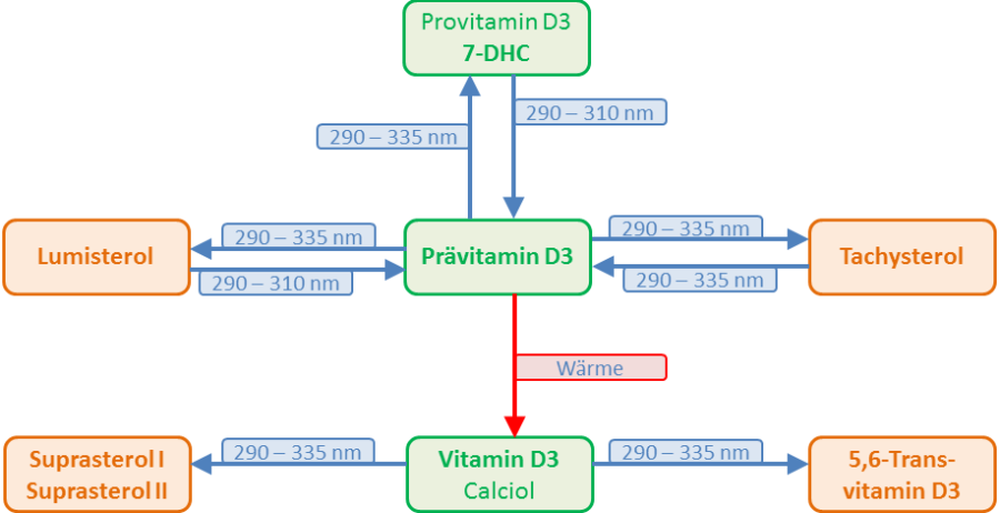 vitamind-zyklus2.1476867374.png
